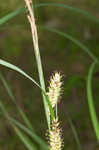 Shoreline sedge